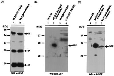 FIG. 5.