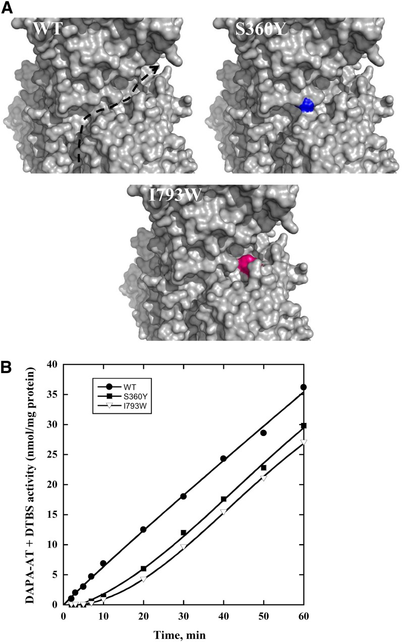 Figure 11.