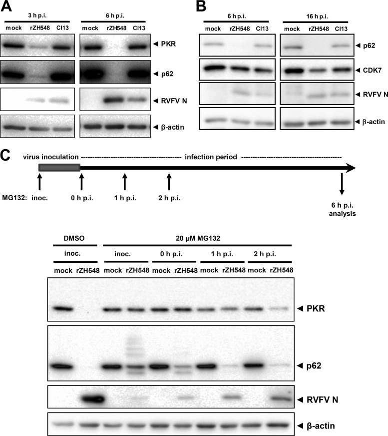 FIG 1