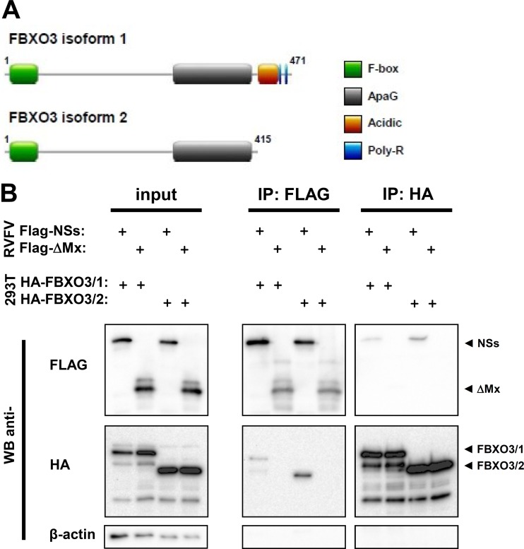 FIG 3