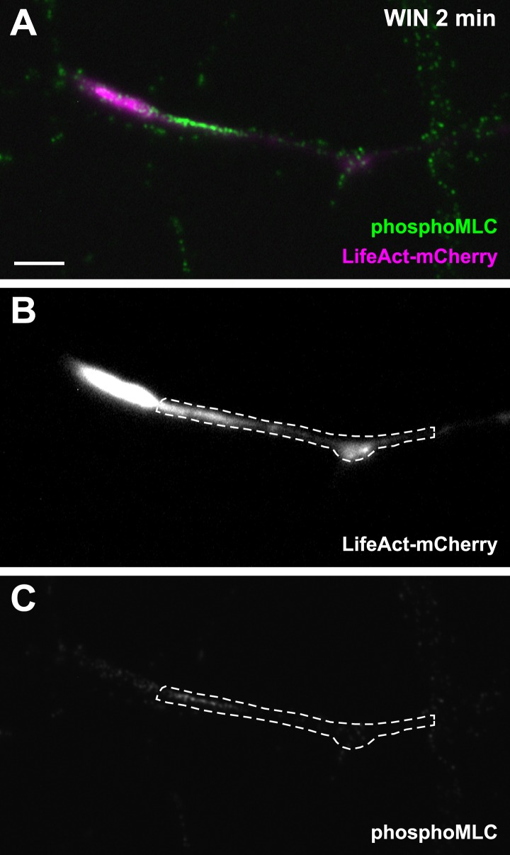 Figure 3—figure supplement 1.