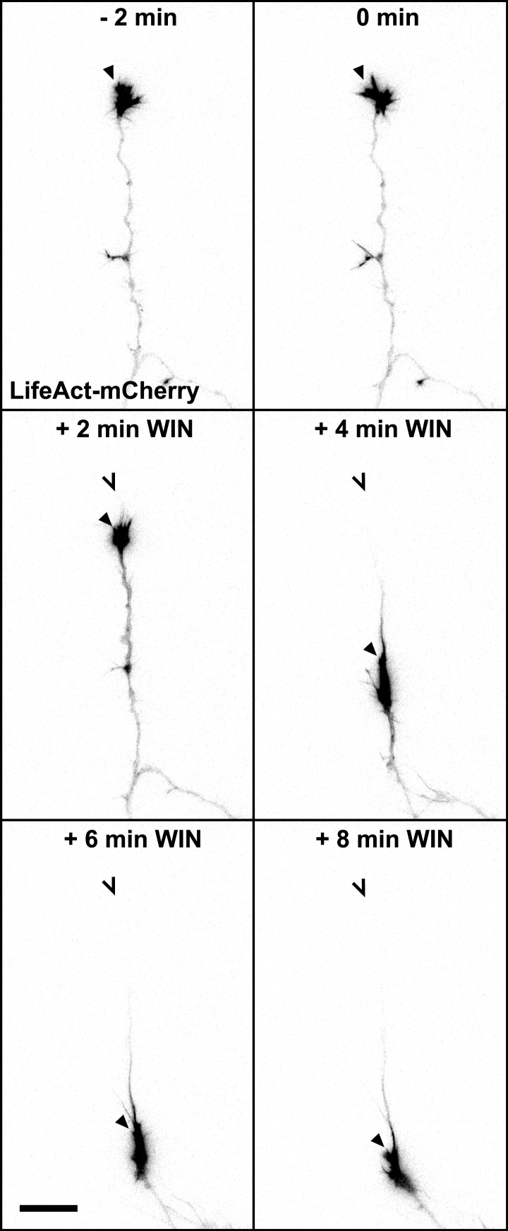 Figure 1—figure supplement 1.