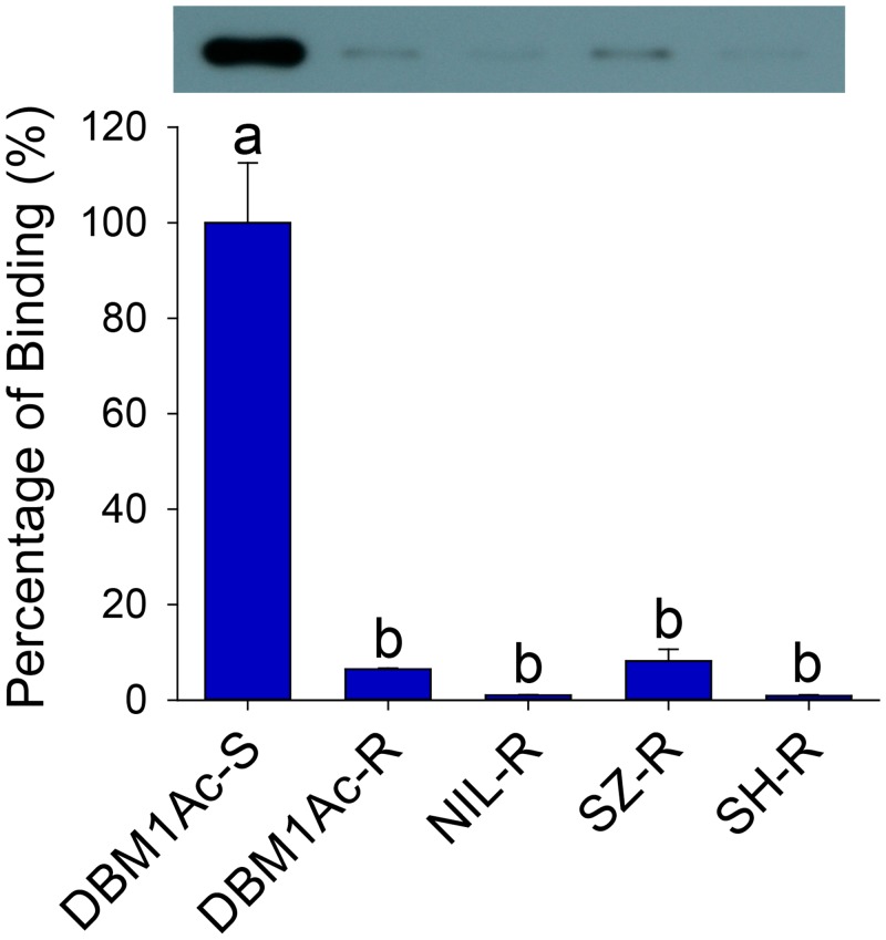 MAPK Signaling Pathway Alters Expression of Midgut ALP and ABCC Genes ...