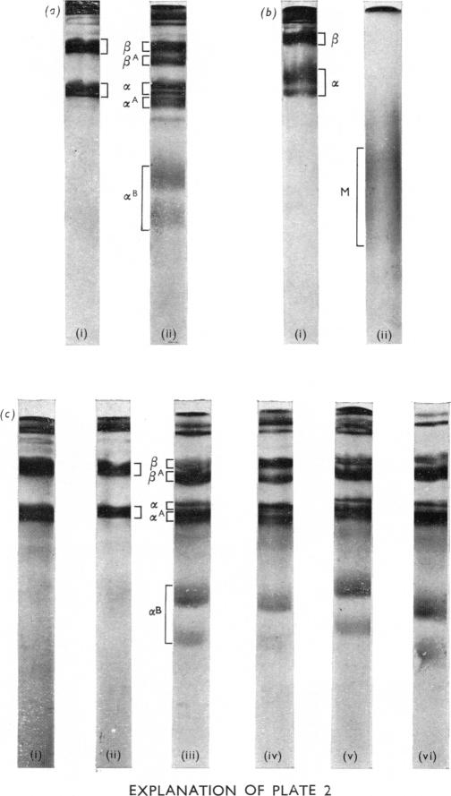 PLATE 2