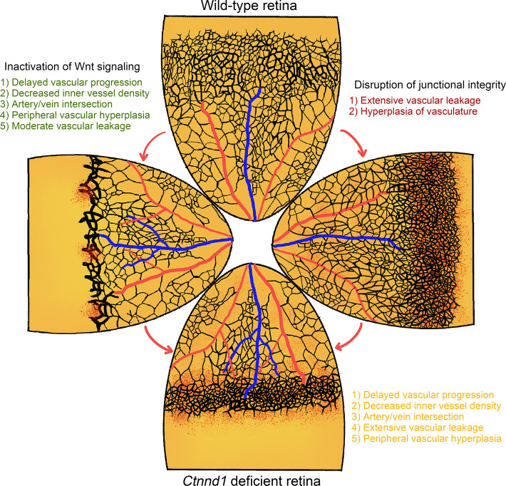 graphic file with name jciinsight-7-158428-g046.jpg