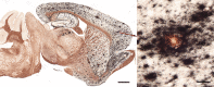 Figure 23