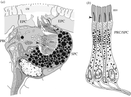 Figure 4.