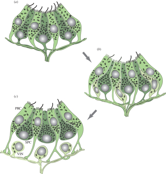 Figure 5.