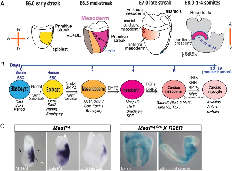 Figure 1