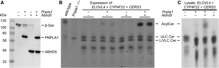 Fig. 4.