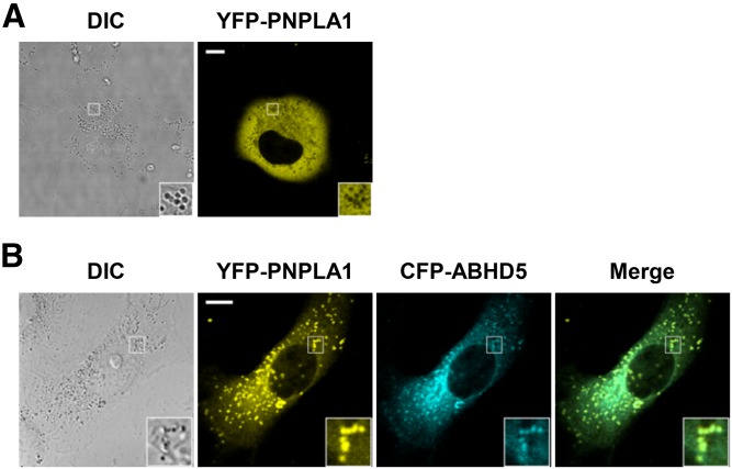 Fig. 2.