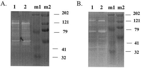 FIG. 5.