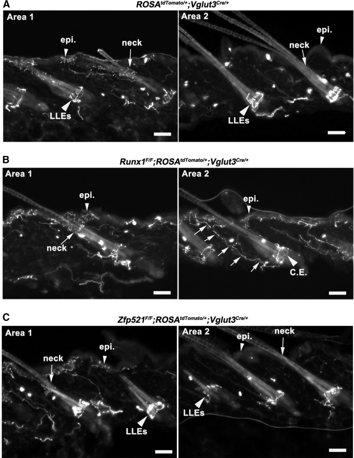 Figure 6.