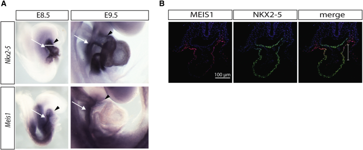 Figure 2