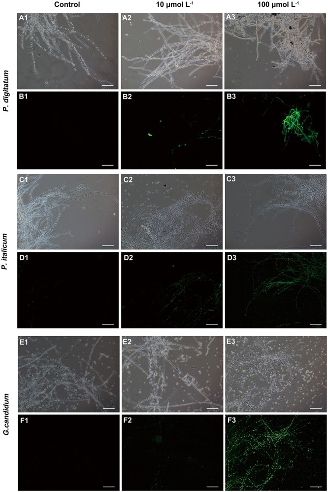 FIGURE 3