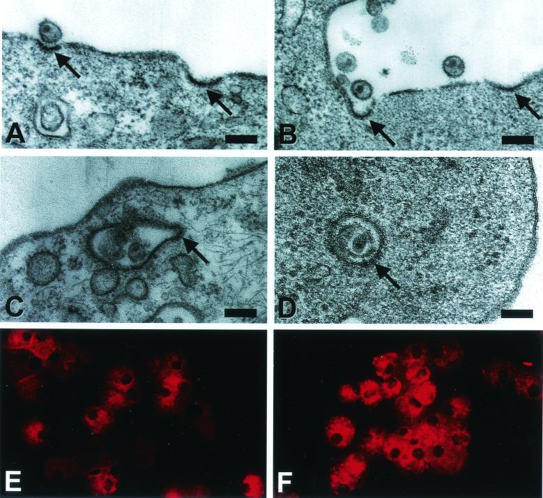 FIG. 6.