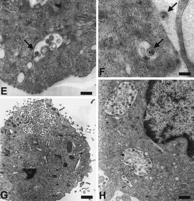 FIG. 5.