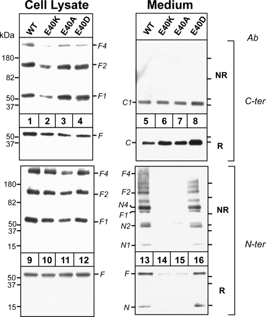 FIGURE 2.