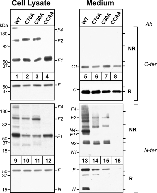 FIGURE 4.