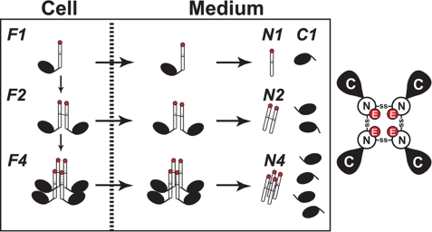 FIGURE 8.