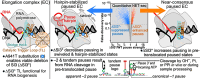 Graphical Abstract
