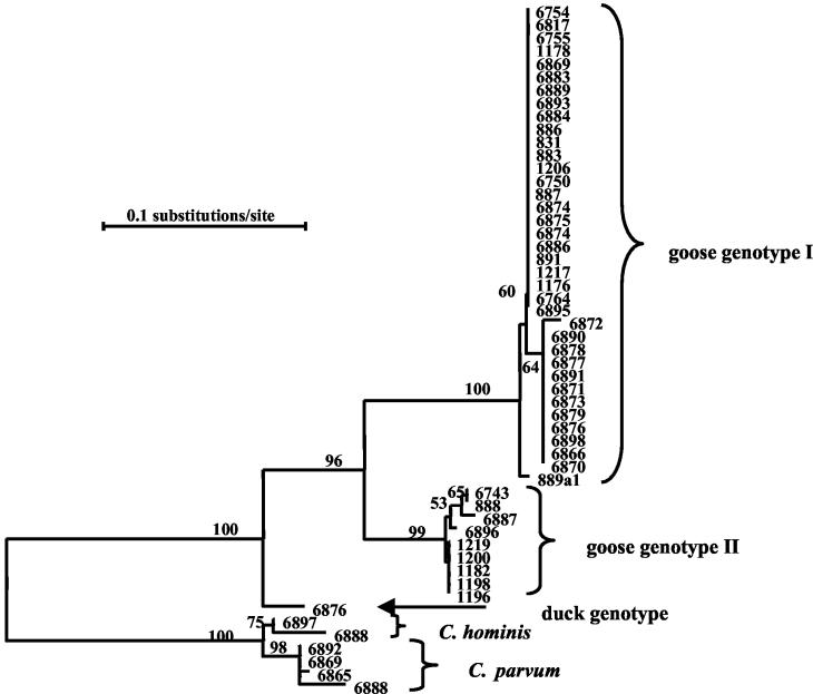 FIG. 1.