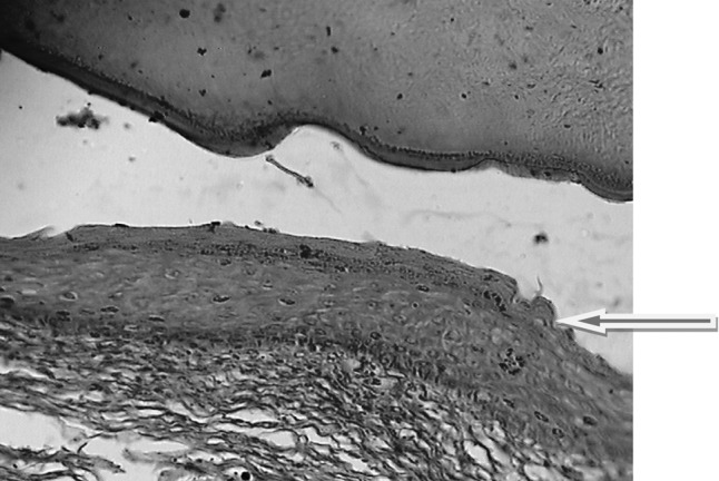 Fig. 5
