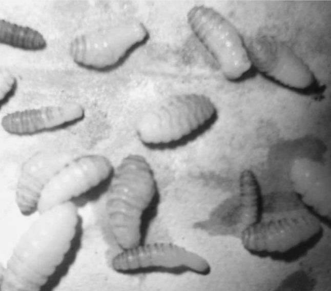 Fig. 2