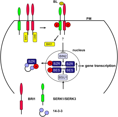 Figure 1.