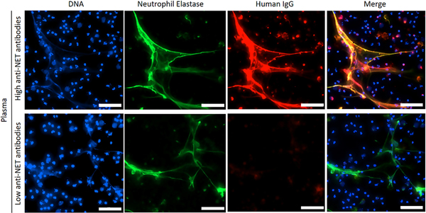 Figure 2: