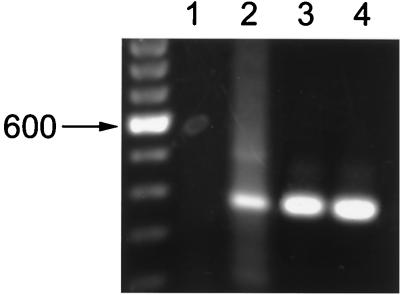 FIG. 7