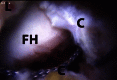 Fig 7