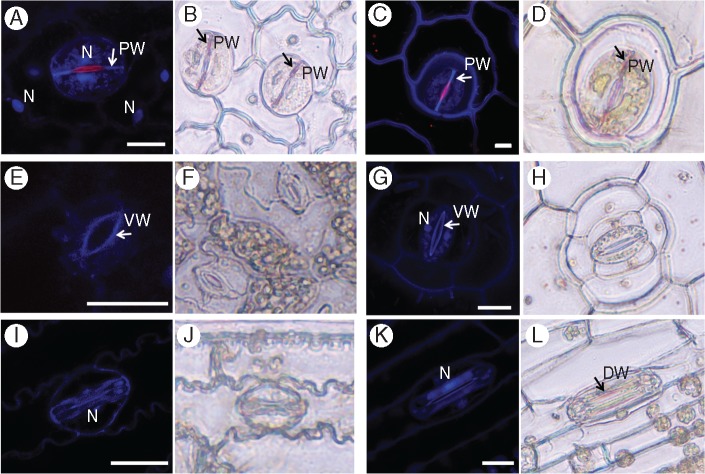 Fig. 7.