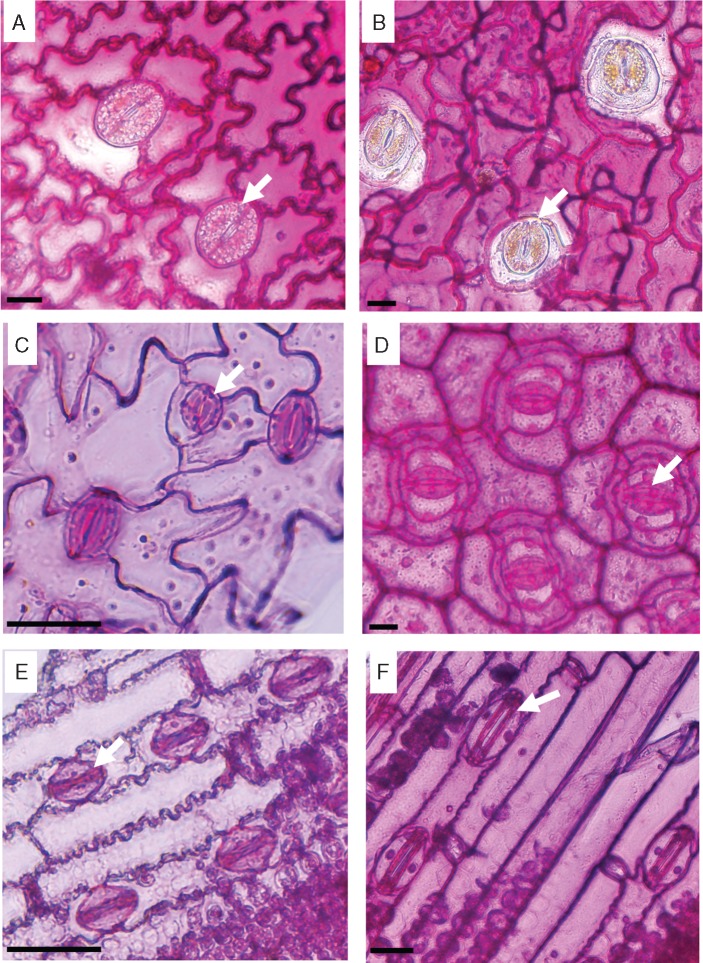 Fig. 8.