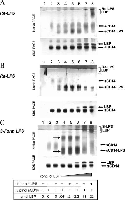 FIG. 2.