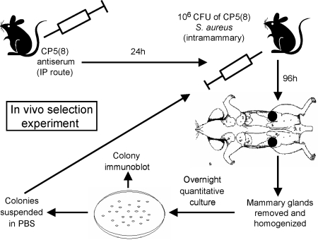 FIG. 1.