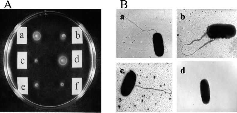 FIG. 2.