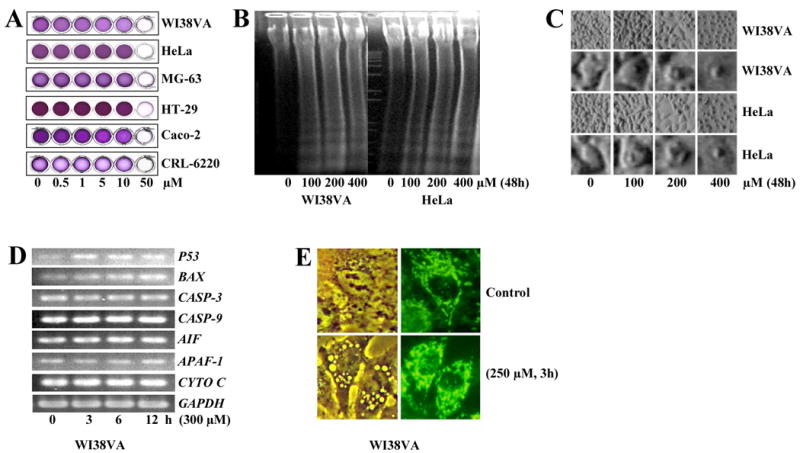 Fig.1