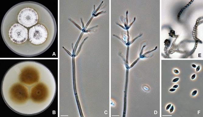 Fig. 6.