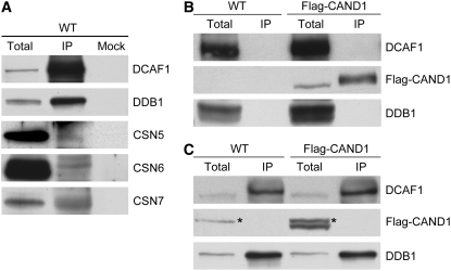 Figure 5.