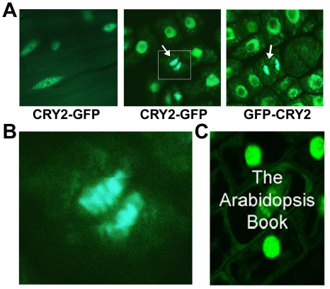 Figure 2.