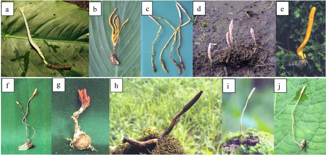 Fig. 2