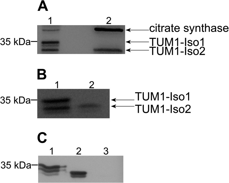 FIGURE 9.