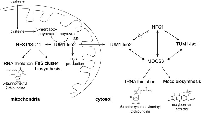 FIGURE 12.