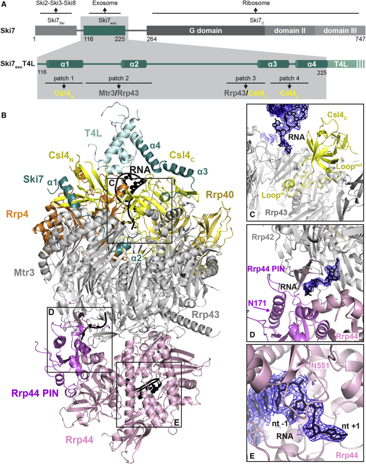 Figure 1