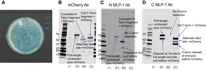 Fig. 6.