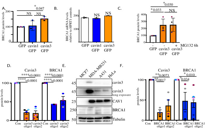 Figure 4—figure supplement 1.