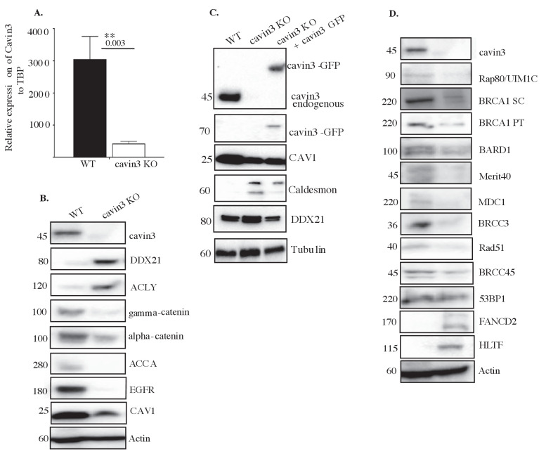 Figure 1—figure supplement 1.