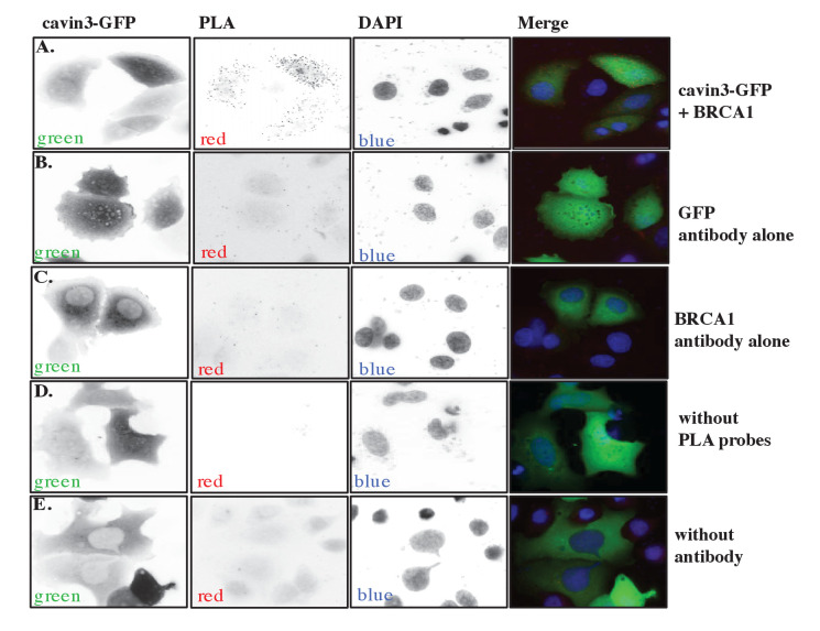 Figure 3—figure supplement 2.