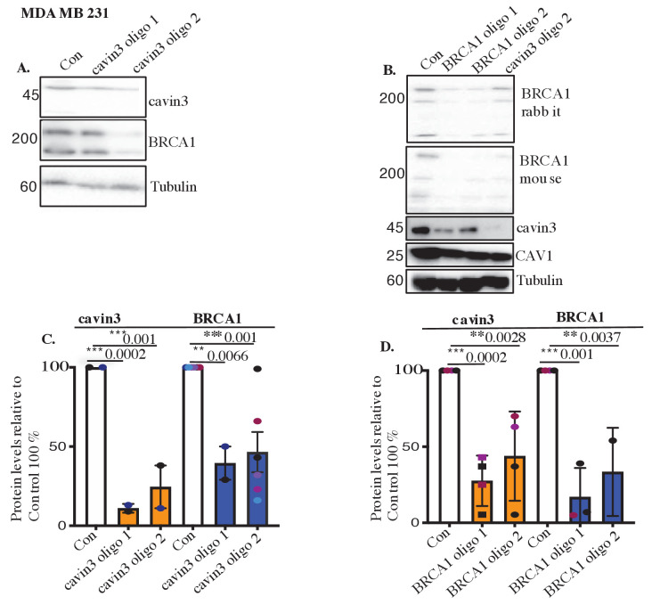 Figure 4—figure supplement 2.